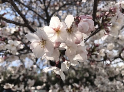 桜